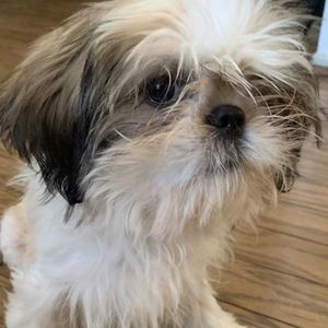 Meet your Posher, Dorothy